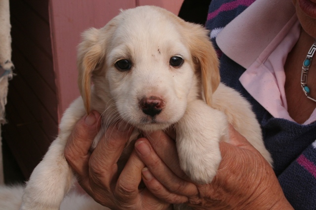 Mara - found roaming the streets